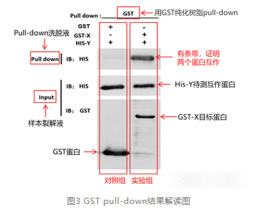 GST pull-down结果解读图-辉骏生物pulldown实验外包.png