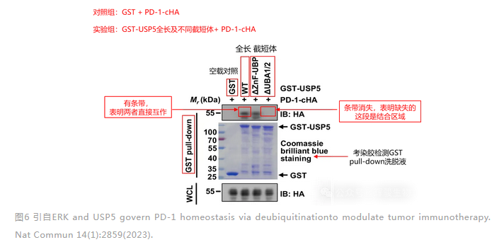 GST pull-down验证两个蛋白结合的结构域-辉骏生物.png