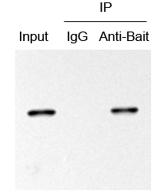 protein A.G磁珠 IP图.jpg