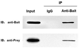 Protein G树脂使用案例-辉骏生物.jpg