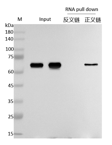 RNA pull down 检测图1.jpg