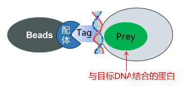 DNA pull-down实验原理图-辉骏生物.png