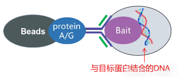 ChIP实验原理图-辉骏生物.png