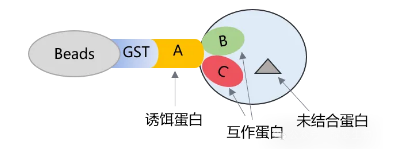 pull-down实验原理图-辉骏生物pulldown实验外包.png