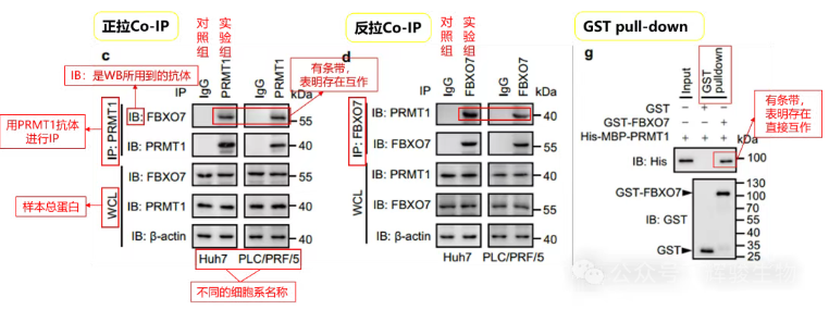 蛋白互作应用案例-辉骏生物.png