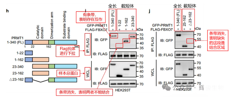 Co-IP体内验证蛋白结合的结构域文献解析-辉骏生物.png