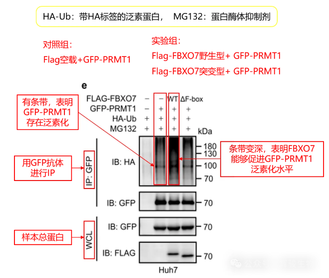 辉骏生物验证蛋白泛素化修饰水平文献解析.png