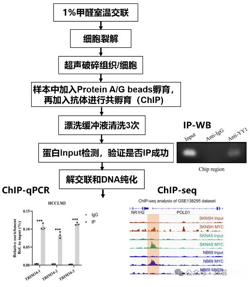 ChIP实验流程示意图-辉骏生物ChIP实验服务.png