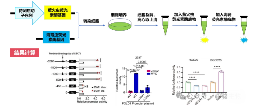 双荧光素酶报告基因实验流程示意图-辉骏生物双荧光素酶报告基因实验.png
