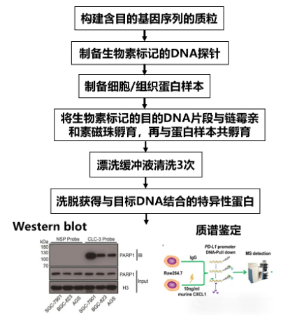 DNA pull-down实验流程示意图-辉骏生物DNA pulldown实验价格低.png