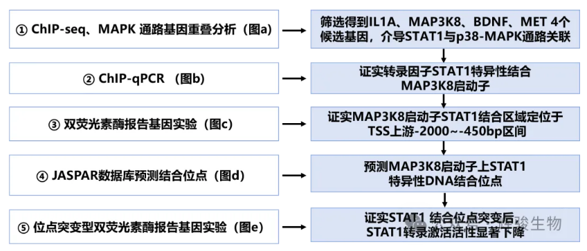 转录因子STAT1与MAP3K8启动子互作验证示意图-辉骏生物.png