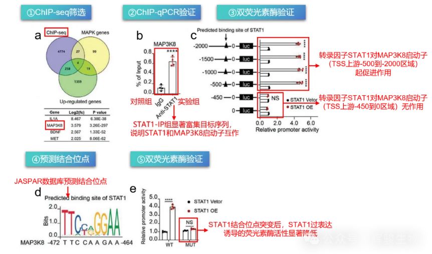 转录因子STAT1与MAP3K8启动子互作验证示意图-辉骏生物.png