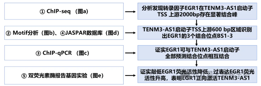 转录因子EGR1与启动子TENM3-AS1互作验证示意图-辉骏生物.png