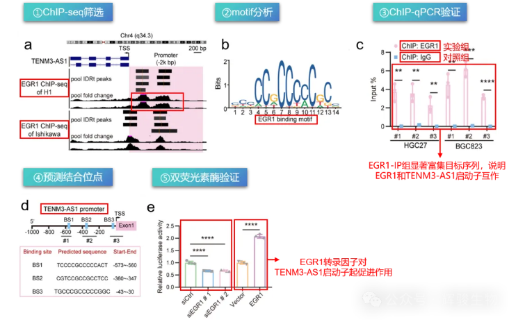 转录因子EGR1与启动子TENM3-AS1互作验证示意图-辉骏生物.png