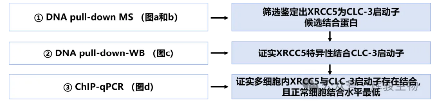 XRCC5蛋白与CLC-3启动子互作验证示意图-辉骏生物.png