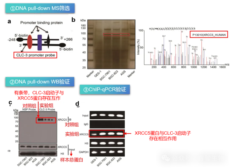 XRCC5蛋白与CLC-3启动子互作验证示意图-辉骏生物.png