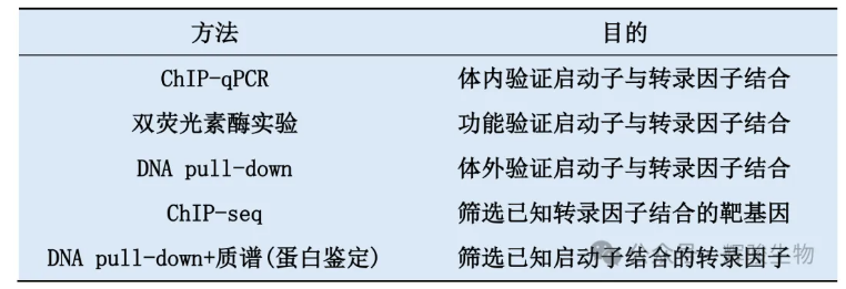 辉骏生物辉骏生物均可提供ChIP-qPCR、双荧光素酶报告基因、DNA pull-down WB实验服务.png