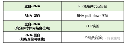 RIP、RNA pull down、CLIP、FISH-IF 共定位-辉骏生物.png