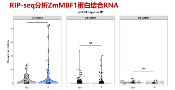 RIP-seq筛选目标蛋白的结合RNA-辉骏生物.png
