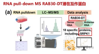RNA pull-down MS筛选目标RNA的结合蛋白-辉骏生物.png