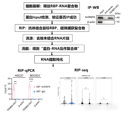 RIP实验技术流程图-辉骏生物RIP实验服务价格低周期短.png
