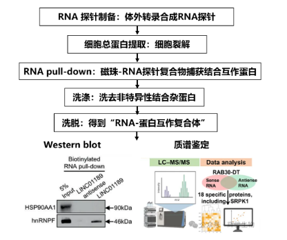 RNA pull-down技术流程图-辉骏生物众多高分RNA pulldown文献.png