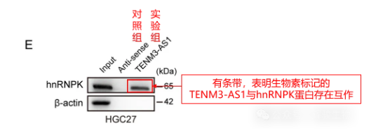 质谱筛选结果的初步WB验证-辉骏生物.png