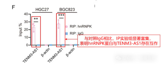 辉骏生物RIP-qPCR—体内验证佐证二者的结合.png