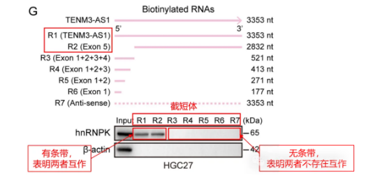 TENM3-AS1与hnRNPK互作的关键结构域（RNA层面）-辉骏生物.png