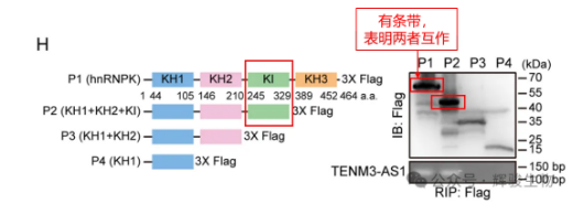 hnRNPK与TENM3-AS1互作的关键结构域（蛋白层面）-辉骏生物.png