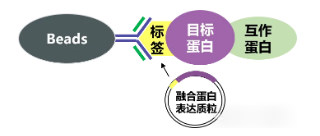 辉骏生物标签Co-IP原理图.png