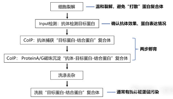 内源Co-IP核心步骤-辉骏生物.png