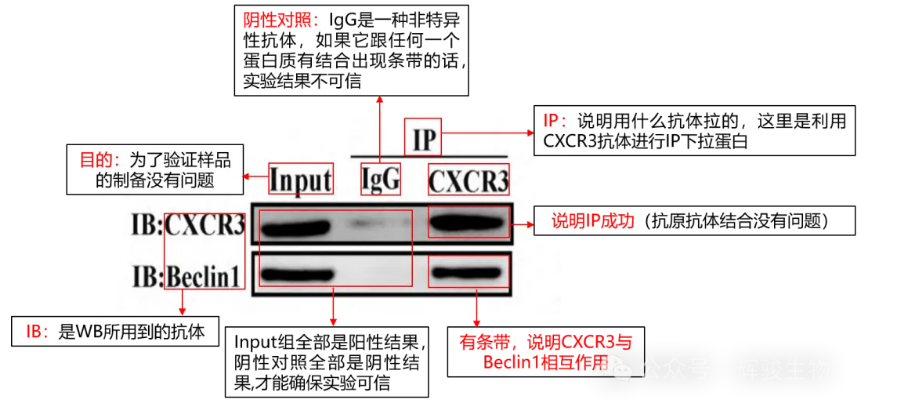 内源Co-IP结果解读-辉骏生物高分CoIP文献.png