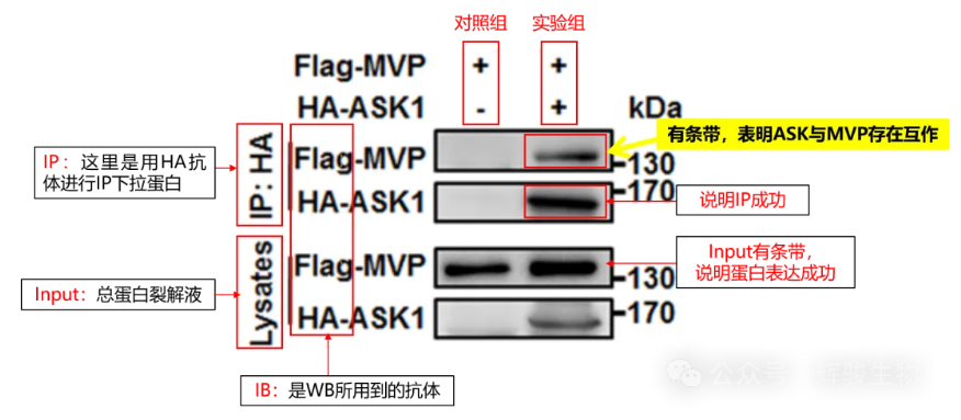 标签Co-IP结果解读-辉骏生物众多IF>30顶刊高分标签CoIP文献发表.png