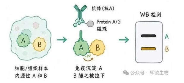 辉骏生物内源定性Co-IP实验服务.png