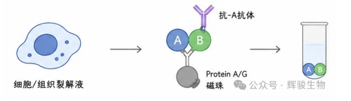 辉骏生物内源定性Co-IP外包服务商-价格低周期短.png