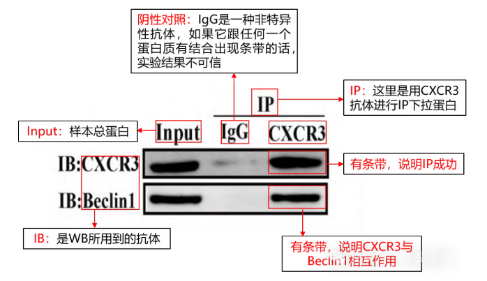 辉骏生物外源定性Co-IP客户文献解析-CoIP实验外包怎么选.png