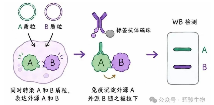 辉骏生物外源定性Co-IP服务-真实数据-一对一技术支持.png