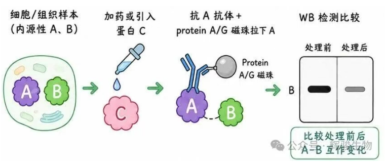 辉骏生物内源定量Co-IP价格低-自有质谱平台.png