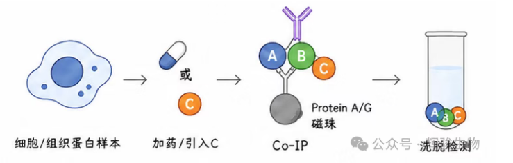 辉骏生物内源定量CoIP实验周期短-自有质谱平台.png
