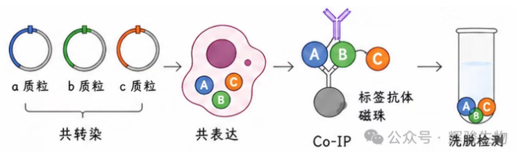 外源定量Co-IP-辉骏生物CoIP要点解读.png