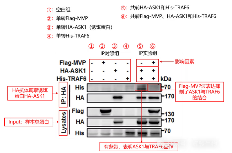 辉骏生物外源定量Co-IP客户文献解析.png