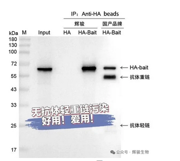 辉骏生物HA纳米抗体磁珠无抗体轻重链的IP结果示意图.png