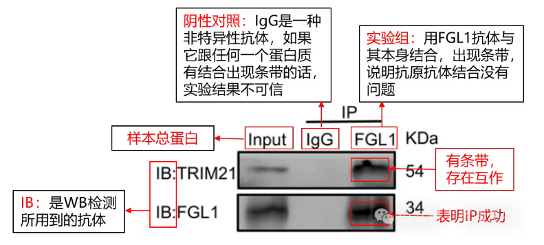 正拉Co-IP检测FGL1和TRIM21互作-辉骏生物coip实验服务外包.png