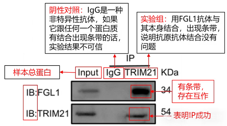 反拉Co-IP检测FGL1和TRIM21互作-辉骏生物15年coip实验经验-配套coip试剂盒.png