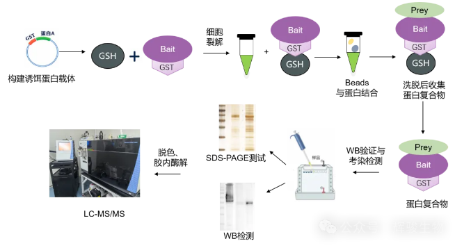 GST Pull-down MS流程图-辉骏生物.png