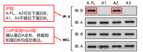截短体Co-IP定位A与B互作结构域-辉骏生物文献解析.png