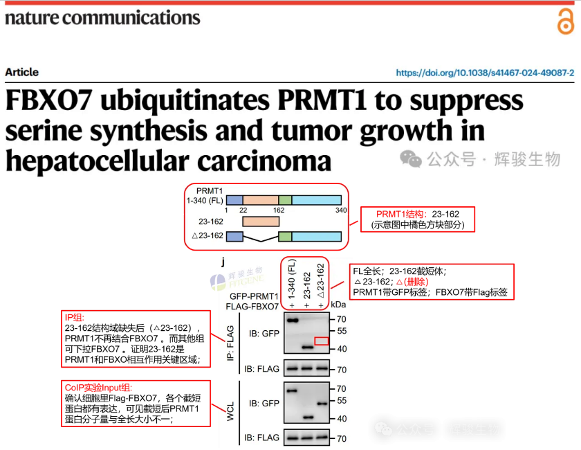 截短体Co-IP检测GFP-PRMT1和Flag-FBXO7互作-辉骏生物客户文献解析.png
