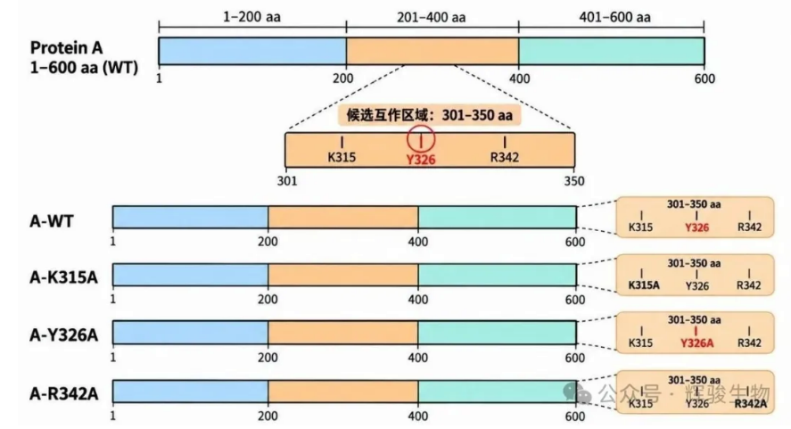 蛋白A点突变示意图-辉骏生物客户文献解析.png
