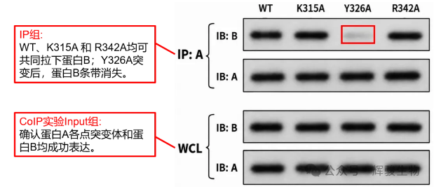 点突变Co-IP检测A与B互作-辉骏生物coip高分文献案例.png